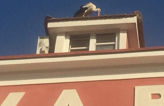 Vratile se rode u Luku Bar