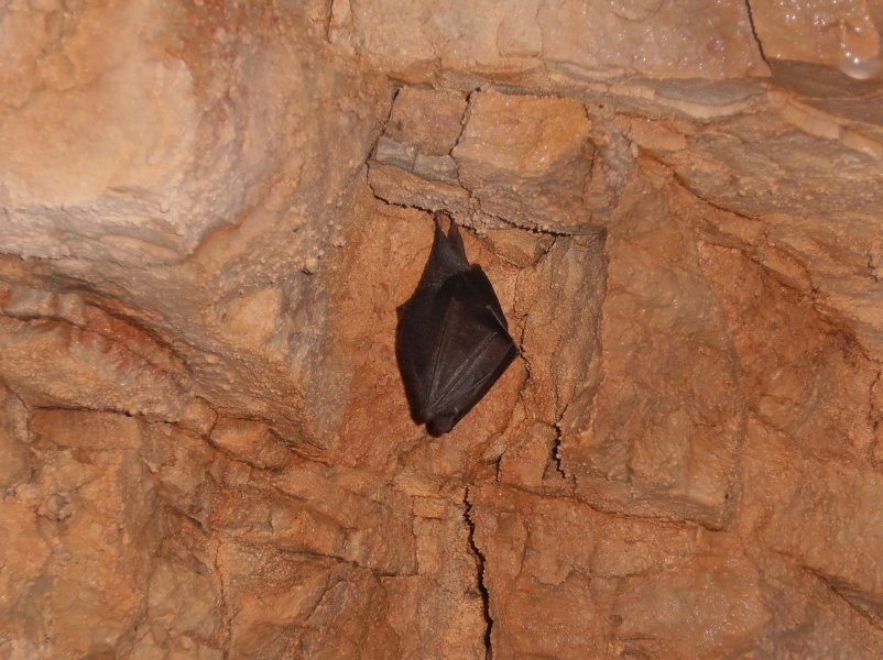 Slijepimiupeinikodlijebskejame