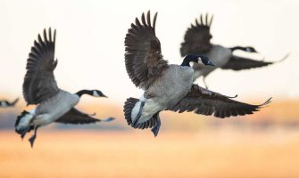 Panika na nebu iznad Bostona: Putnički avion udario u jato ptica