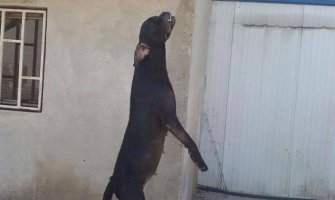 Kazna za vješanje psa 24 sati rada u javnom interesu, iz NVO prijatelji životinja PG negoduju