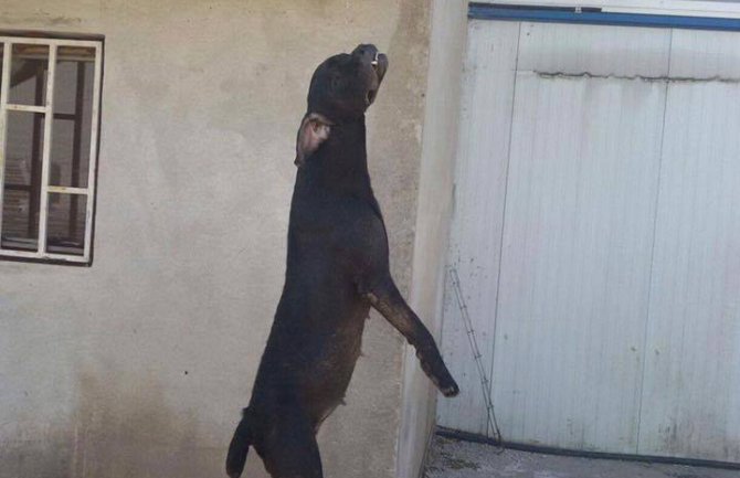 Kazna za vješanje psa 24 sati rada u javnom interesu, iz NVO prijatelji životinja PG negoduju