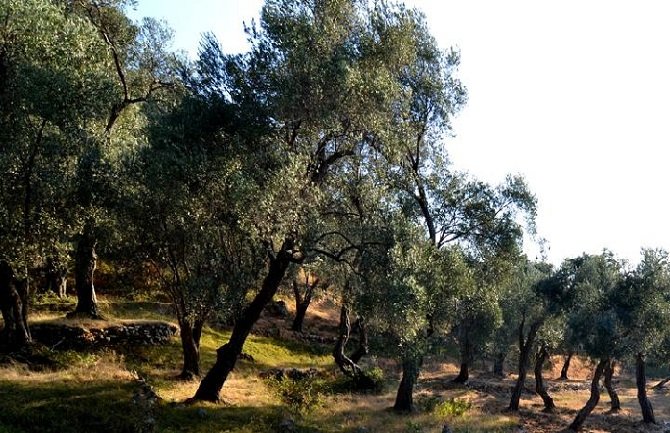 U požaru izgorjelo osam stabala maslina