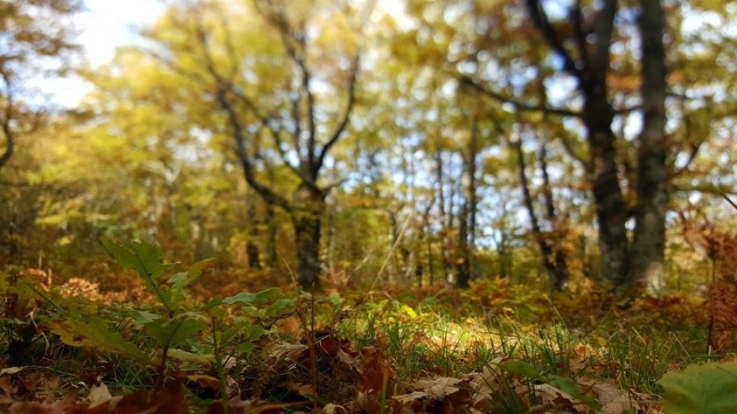 2331615210215101018906802546405275n