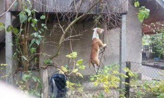 Uznemirujuća fotografija iz Sarajeva: Obješen pas visio sa balkona(FOTO)