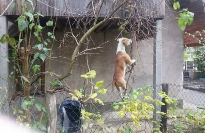 Uznemirujuća fotografija iz Sarajeva: Obješen pas visio sa balkona(FOTO)