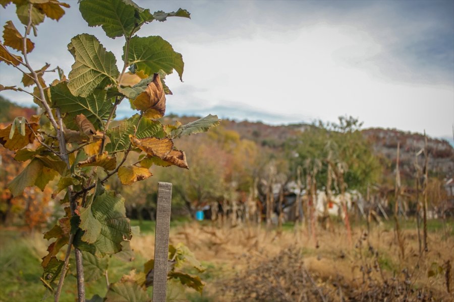 2017111222682795027745975Web