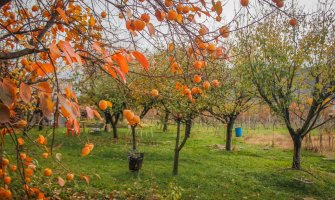 Prva urbana bašta u Crnoj Gori: Uz rad i druženje do zdravog zalogaja