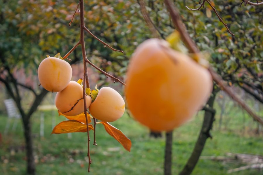 2017111222682795027745978Web