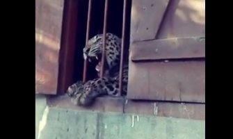 Leopard povrijedio četvoro ljudi u školi(VIDEO)