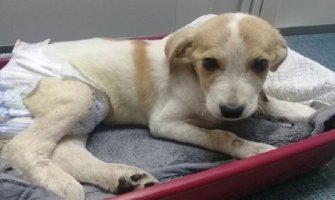 NVO Prijatelji životinja Bar: Njemice nisu krijumčarile pse, već ih spašavale