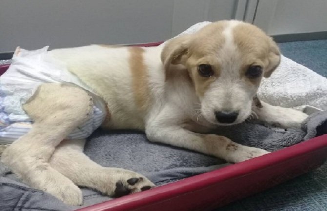 NVO Prijatelji životinja Bar: Njemice nisu krijumčarile pse, već ih spašavale