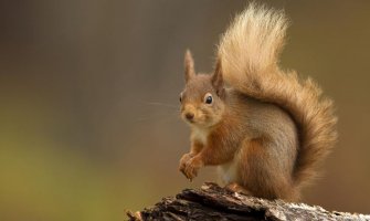 Vjeverica pojela poklone za dobavljače