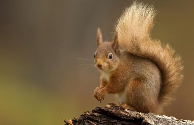 Vjeverica pojela poklone za dobavljače