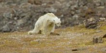 Biolog snimio izgladnjelog bijelog medvjeda: Taj prizor će me zauvijek progoniti(VIDEO)