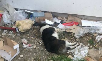 NVO Prijatelji životinja: Ko truje pse u Ulcinju?