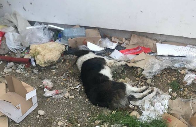 NVO Prijatelji životinja: Ko truje pse u Ulcinju?