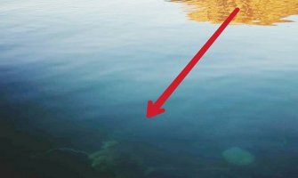 Kao mamac za hobotnicu zavezali psu kamen oko vrata i bacili ga u more