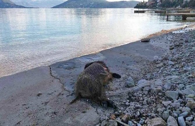 Mrtva divlja svinja na plaži