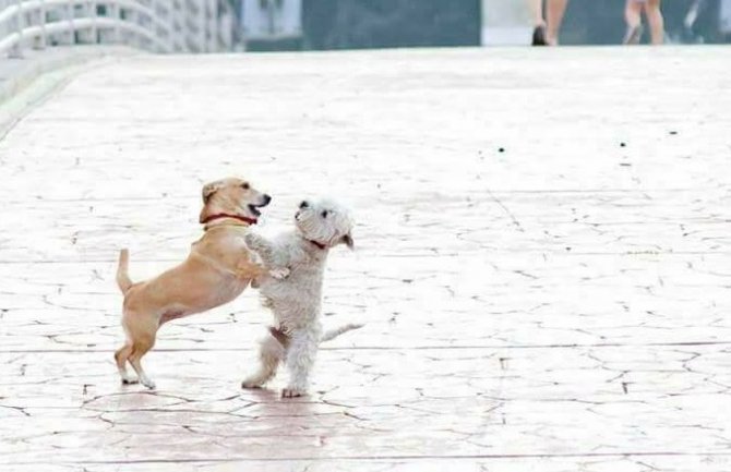 Ljubavni zagrljaj na mostu: Oto i Rita su najpopularniji par u CG