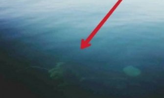 Nakon psa, kao mamac za hobotnice 