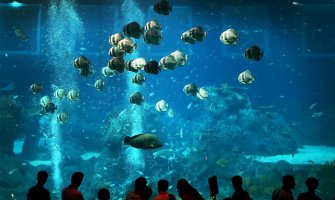 Nova turistička atrakcija: Crna Gora dobija prvi javni akvarijum