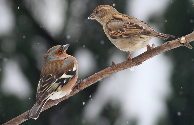 Slab snijeg na sjeveru, popodne jak vjetar