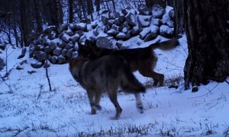 Svoji na svome: Pogledajte snimak vukova u prirodnom okruženju (VIDEO)