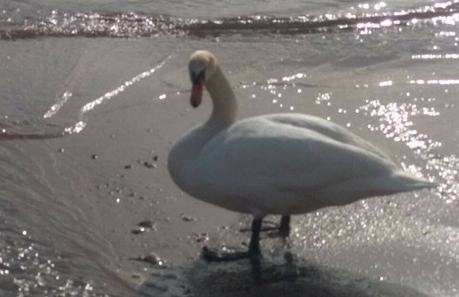 Danas oblačno sa kišom, na sjeveru snijeg