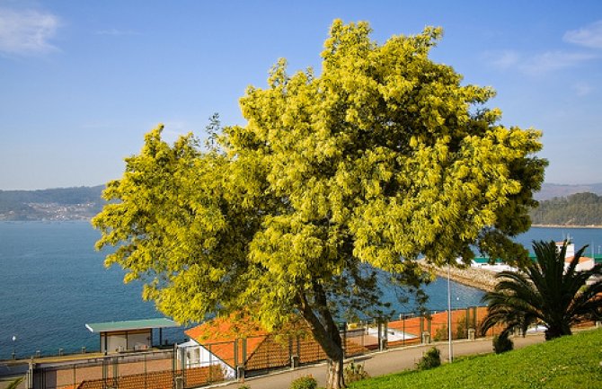 Novi bračni parovi u Herceg Novom da zasade i po mimozu