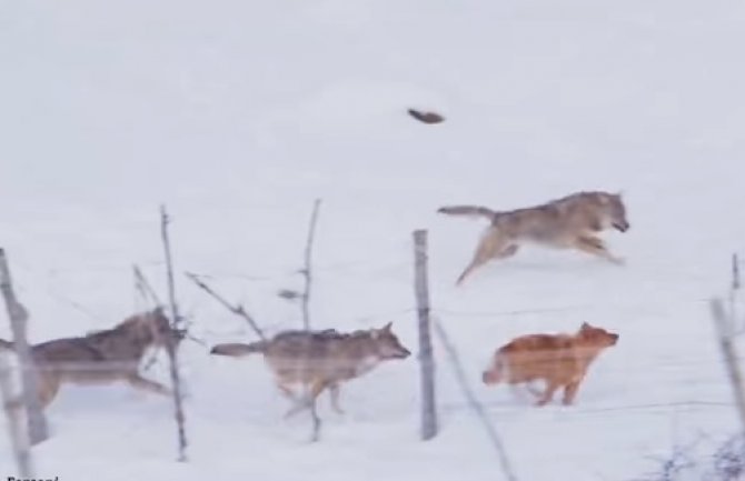 Vukovi napali psa, uspio da pobjegne (VIDEO)