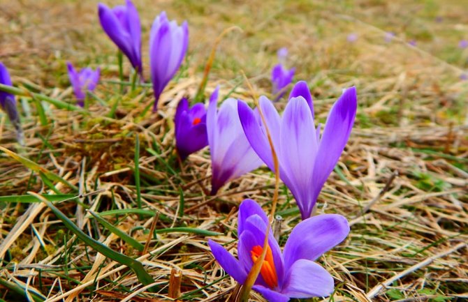 Priroda se budi, ledeni talas neće potrajati (FOTO)