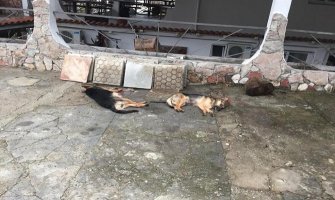 Otrovane ženke vučjaka u Sutomoru, pojeli viršle