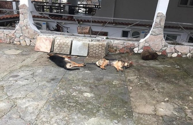 Otrovane ženke vučjaka u Sutomoru, pojeli viršle