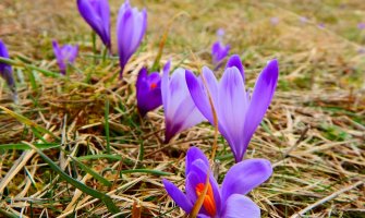 Danas razvedravanje, do 16 stepeni