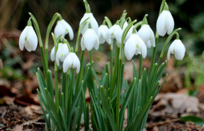 Sunčano, do 17 stepeni 