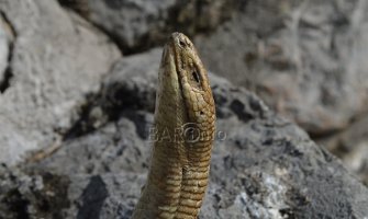 Čudna priča iz Bara: Tokom razgrađivanja zidova crkve pronađen potpuno okamenjen blavor