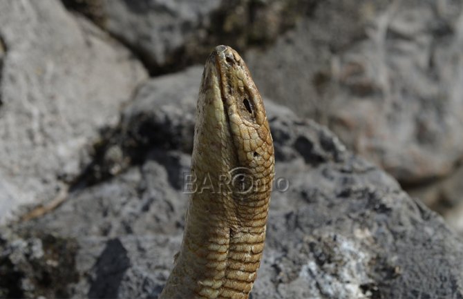Čudna priča iz Bara: Tokom razgrađivanja zidova crkve pronađen potpuno okamenjen blavor