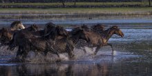 Gracioznost i ljepota konja atrakcija za zaljubljenike u fotografiju(FOTO)