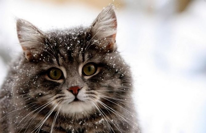 Danas bez padavina i toplije 