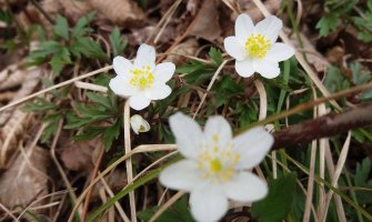 Danas sunčano, do 18 stepeni