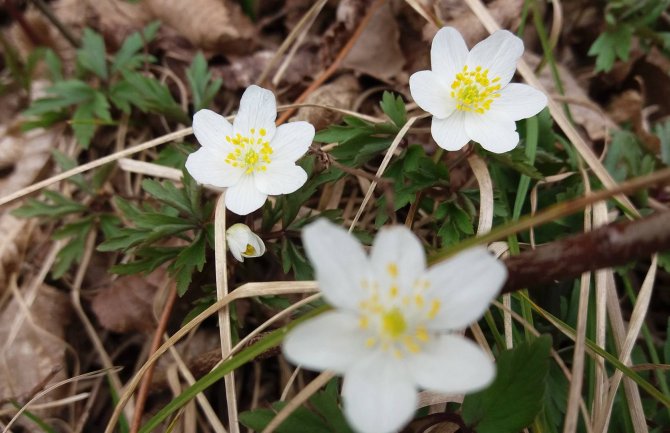 Danas sunčano, do 18 stepeni