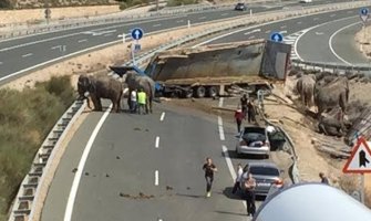 Španija: Prevrnuo se kamion iz cirkusa, slonovi trčali po cesti, jedan uginuo(VIDEO)