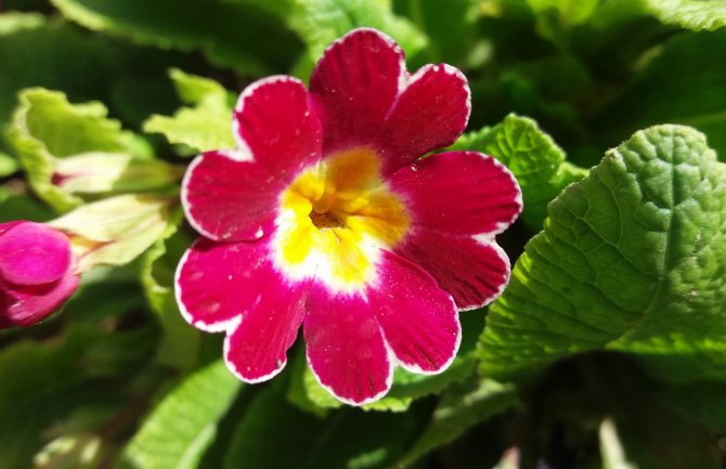 Sunčano i toplo, do 26 stepeni