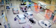 Bik pobjegao iz štale i povrijedio nekoliko ljudi na ulici (VIDEO)