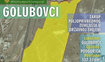  Podižu se novi kompleksi maslinjaka, vinograda, zasada smilja i prerađivački pogoni