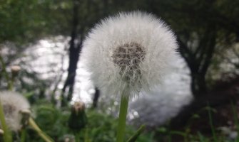 Za vikend veoma toplo, pljuskovi ipak mjestimično
