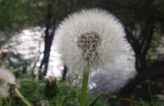 Za vikend veoma toplo, pljuskovi ipak mjestimično