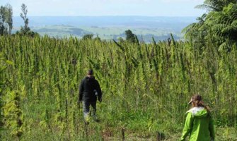 Nikšićanka o radu na plantažama kanabisa: Dosadan posao ali mjesečno se zaradi i do 3 hiljade eura