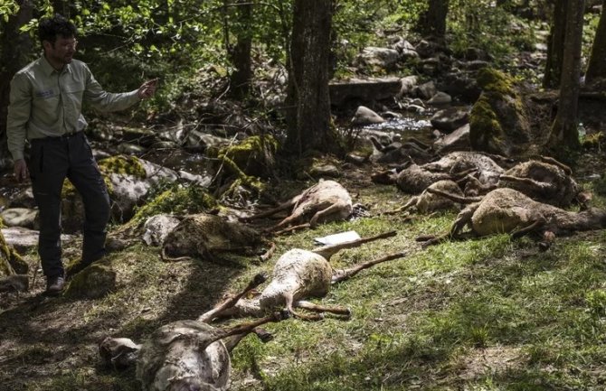 Više od 40 ovaca stradalo u napadu vuka