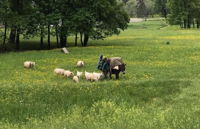 Pješke iz Trsta krenuo u Siriju, saputnici mu magare, ovce, koze i pas (FOTO)